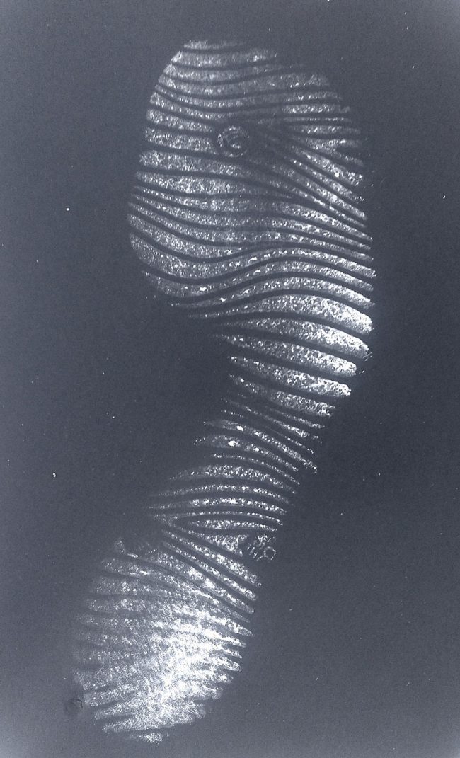 Projecte TU T’HO CREUS? - petjada